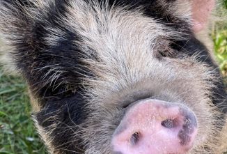 KuneKune Pigs